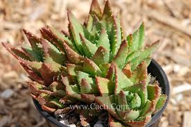 Image result for Aloe nuttii