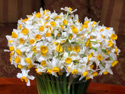 Home » flowers » c. Shokhan Baba On Twitter Make Themost Of Your Leapday Enjoy The Sunshine As The Flowers Start Blooming Now Narcissus Nergiz Nergs Nergis Kurdistan Springsymbol Https T Co 8qvatoywke