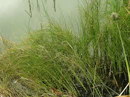 Image result for Equisetum ramosissimum