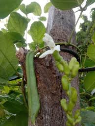 Image result for Canavalia