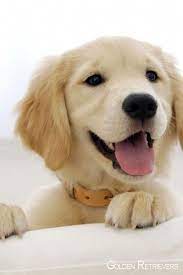 golden retriever puppy goldenretrievershirt goldenretrieversofig goldenretrieverpuppy perros bonitos perros golden perros lindos