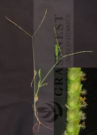 Image result for Digitaria longiflora