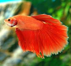 The betta u get at the store are all to old for breeding. Super Delta Tail Betta Fish Tdf Blog