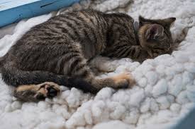 Find tripadvisor traveler reviews of chicago cafés and search by price, location, and more. Windy Kitty Cat Cafe Slideshows Chicago Reader