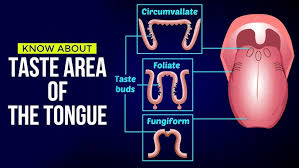 Image result for Taste Sensation