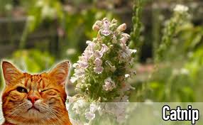 If you're not sure how rogue the residents are, we've put together some pet friendly gifts which you can shop below. 6 Cat Friendly Plants For Your Garden Katzenworld