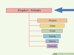 How To Classify Animals 15 Steps With Pictures Wikihow