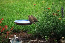 Bird Bath Ideas For Cages Tomato Cage Bird Bath Tomato Cages Diy Bird Bath May Garden