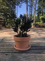 We did not find results for: New Houseplant Arrival Raven Zz Plant The Good Earth Garden Center