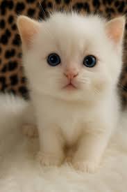 Through no fault of her own this little girl is available once again as she  was not picked up. Golden Irish, health check and first shots.