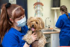 We love to share photos and stories of our patients on our facebook page! Animal Medical Centre North London Based Animal Clinic