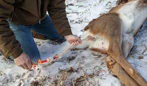 Maybe you would like to learn more about one of these? Diy Deer Field Dressing Equipment And Tips