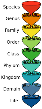 Which Of The Following Is Correct Hierarchical Order Of Taxonomic Categories
