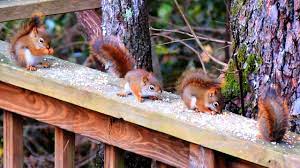Maybe you would like to learn more about one of these? Six Cute Baby Red Squirrels Youtube