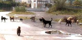 Jun 07, 2021 · bambina di tre mesi muore sbranata da un cane nella sua casa. Ewzmvdadayul4m