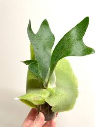 Image result for Platycerium elephantotis