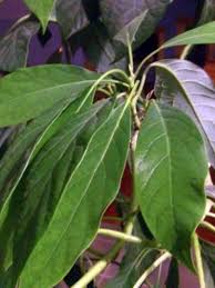 Coltivare un avocado non è mai stato così semplice, basta seguire alcuni passaggi, e avremo la possibilità di avere questo straordinario frutto tropicale direttamente a casa e sempre fresco. Potatura Degli Alberi Di Avocado Taglio Di Una Pianta D Appartamento Di Avocado It Haenselblatt Com