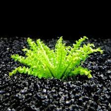 Image result for Pogostemon rogersii