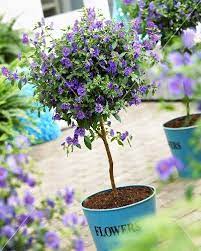 How To Grow Blue Potato Bushes Blue Potatoes Garden Care Bush Plant