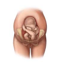 Ini yang menyebabkan detak jantung menjadi lebih cepat. Bikin Gemas Penasaran Nggak Moms Posisi Janin Dalam Kandungan