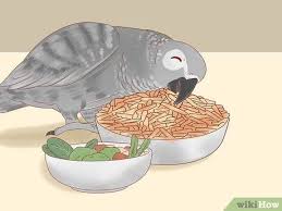 3 Ways To Treat Feather Picking In African Grey Parrots Wikihow Pet African Grey Parrot Toys African Grey Toys African Grey Parrot
