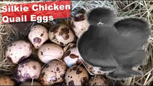 This is in line with most bantams, the smaller egg breeds tend to hatch a day or two befor ethier large fowl counterparts. Broody Silkie Chicken Sitting On Quail Eggs Youtube