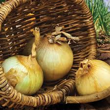 Dependably produces the classic, uniform, large, globe shaped bulbs with a tempting sweet flavor. Onion Yellow Sweet Spanish Harris Seeds