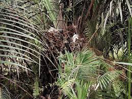 Image result for Raphia gentiliana