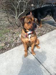 I have had her for 2 years now. Pin On Dogs