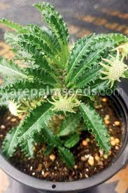 Image result for Dorstenia