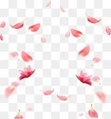 Cherry Blossom Petals Picture Material Flower Png Images Free Watercolor Flowers Graphic Design Business
