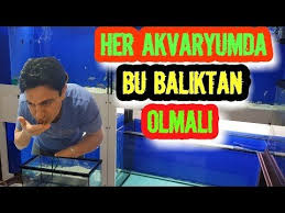 Her Akvaryuma Lazim Akvaryum Baliklari Akvaryum Faydali Bilgiler Ciklet Baliklari Tropheu Ciklet Baliklari Akvaryum Bilgi
