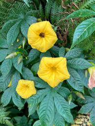 Image result for Merremia tuberosa