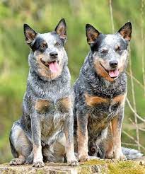 We did not find results for: Australian Cattle Dogs In 2021 Australian Dog Breeds Australian Cattle Dog Australian Cattle Dogs