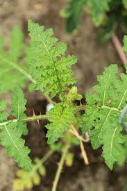 Image result for Solanum sisymbriifolium