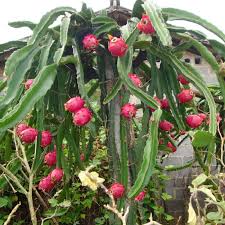 Maybe you would like to learn more about one of these? M Tech Gardens Rare Pitaya Dragon Fruit Cactus Fruit Stem Cutting Plant 1 Live Plant Mtech05 Amazon In Garden Outdoors