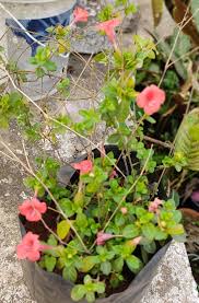 Image result for Barleria holubii