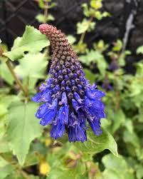 Image result for Pycnostachys parvifolia