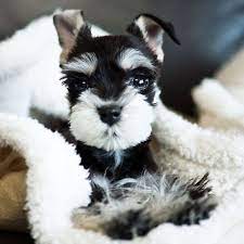 They are quick learners and loyal companions. Many Not So Miniature Facts About Miniature Schnauzer Puppies Furry Babies