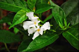 Image result for Tabernaemontana eglandulosa