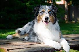 40 Medium Sized Dog Breeds That Are The Perfect First Pet For Any Family Best Medium Sized Dogs Medium Sized Dogs Breeds Best Dogs For Families