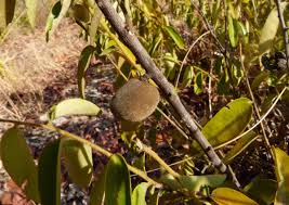 Image result for Diospyros virgata