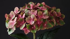 ハイドランジア マジカルシリーズの育て方 | 株式会社ハクサン｜花や植物、園芸資材を取扱う花卉園芸界の総合商社 種苗会社