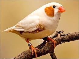 Black And White Bird With Large Orange Beak Informational Blog Florida Fancy Zebra Finch The Florida Fancy Mutation Works To Suppress All The Black Coloration Zebra Finch Most Beautiful Birds Birds