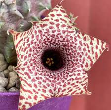 Image result for Huernia hislopii