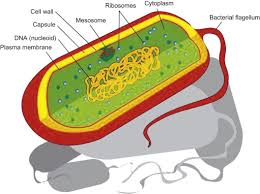 C) the cell would swell because the water in the beaker is hypotonic relative to the cytoplasm of the rbc. Microorganisms Found In The Environment Sciencedirect