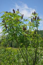 Image result for Indigofera filipes