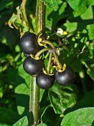 Image result for Solanum giganteum