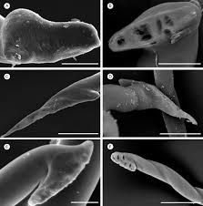 Image result for Tridactyle anthomaniaca