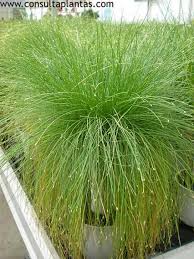 Image result for Isolepis